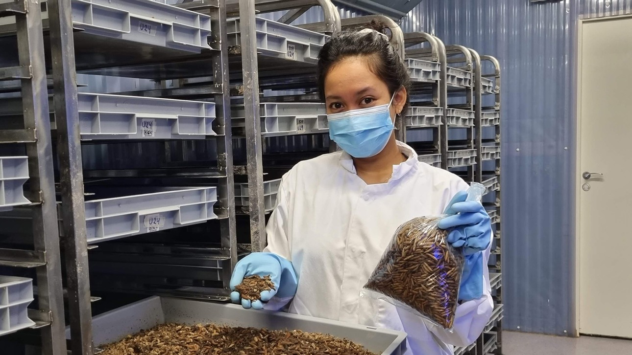 Audinisa Fadhila iklädd labbkläder och ett par blåa plasthandskar håller upp en hand full med larver. 