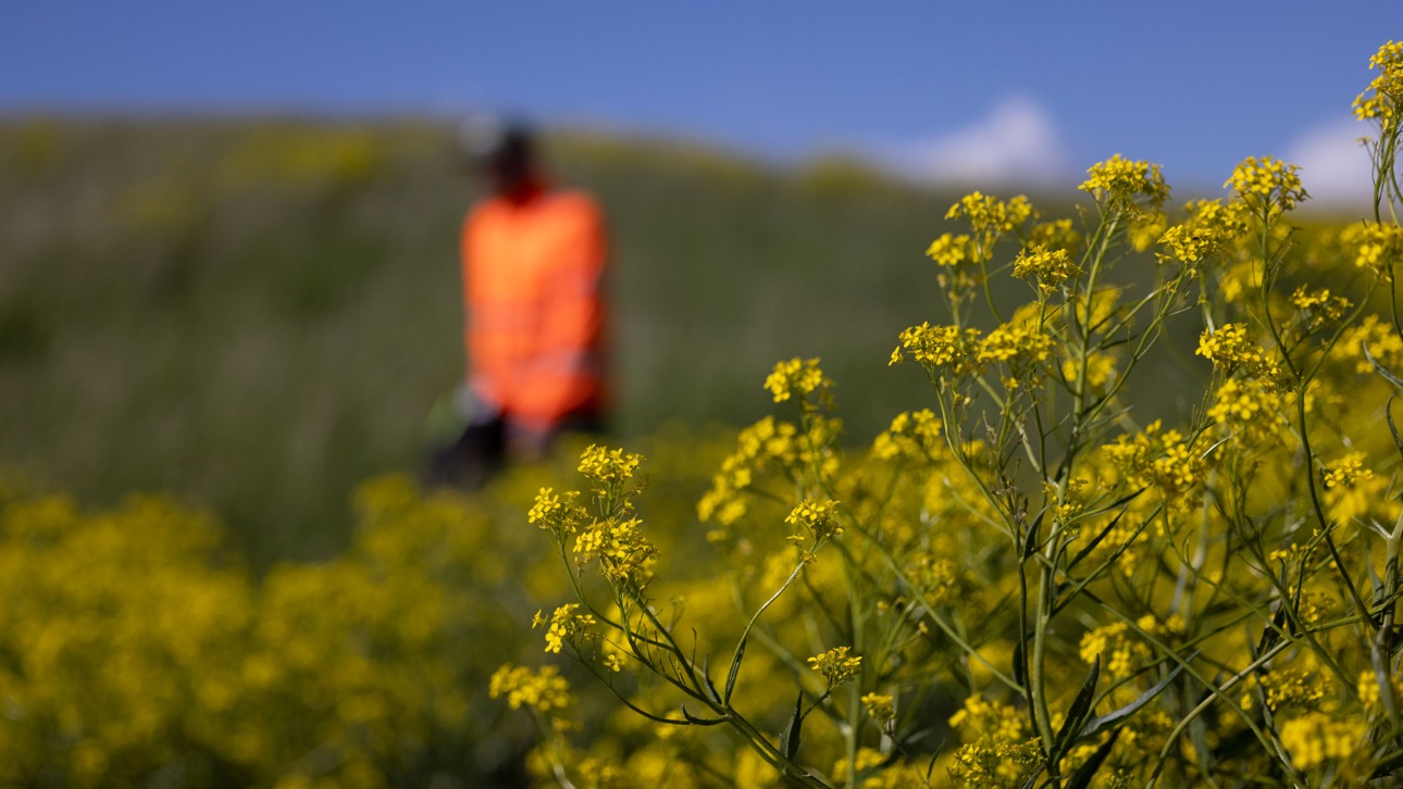 En man från Ragn-Sells i orange varselkläder går i grönska och rapsfält