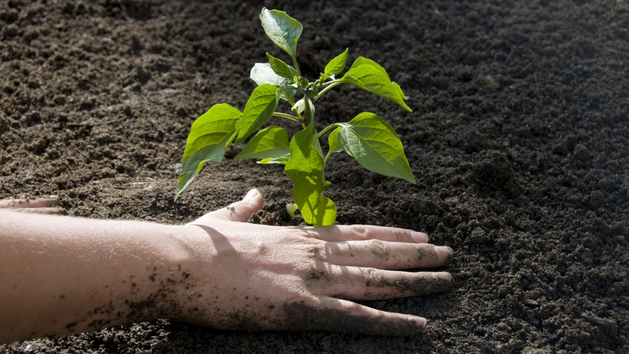 En hand som planterar en grön planta i mörk jord